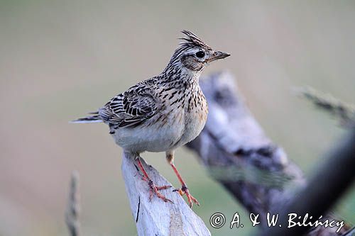 skowronek, Alauda arvensis