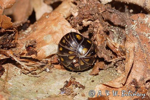 Skulica pospolita Glomeris hexasticha