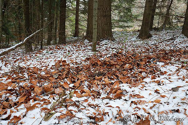Ślady żerowania w zimowym lesie
