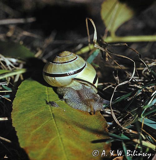 ślimak lądowy gajowniczek wstężyk gajowy Cepaea nemoralis