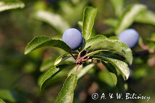 śliwa domowa typowa, węgierka Prunus domestica L. subsp. domestica) ; śliwki