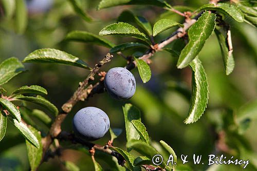 śliwa domowa typowa, węgierka Prunus domestica L. subsp. domestica) ; śliwki