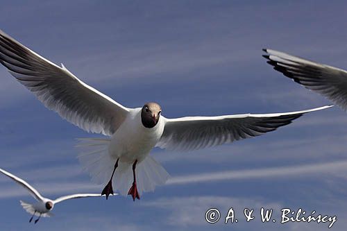 mewa śmieszka, Chroicocephalus ridibundus, syn. Larus ridibundus, Black-headed gull