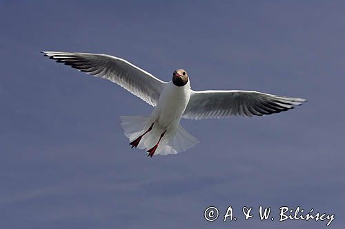 mewa śmieszka, Chroicocephalus ridibundus, syn. Larus ridibundus, Black-headed gull