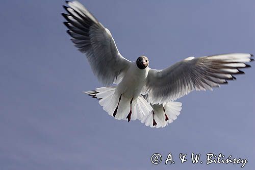 mewa śmieszka, Chroicocephalus ridibundus, syn. Larus ridibundus, Black-headed gull