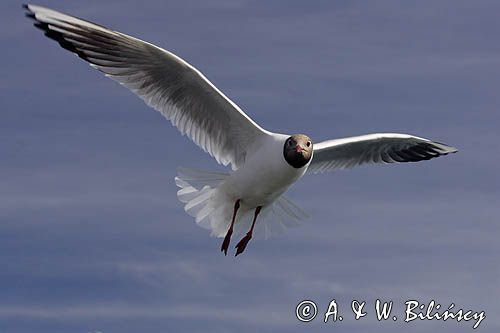 mewa śmieszka, Chroicocephalus ridibundus, syn. Larus ridibundus, Black-headed gull