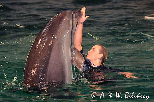 popisy delfinów w delfinarium w Smiltyne na Mierzei Kurońskiej, Neringa, Litwa Dolphin, Smiltyne, Curonian Spit, Neringa, Lithuania