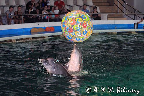 w delfinarium w Smiltyne na Mierzei Kurońskiej, Neringa, Litwa Dolphins, Smiltyne, Curonian Spit, Neringa, Lithuania