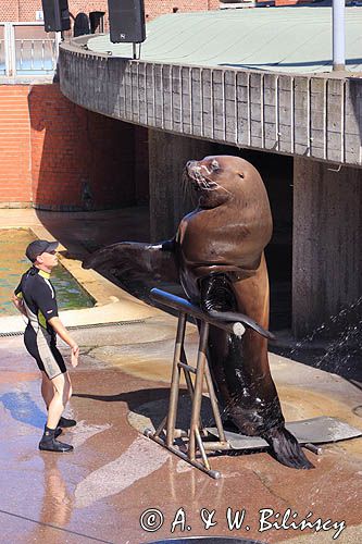 lew morski w Muzeum Morskim w Smiltyne na Mierzei Kurońskiej, Neringa, Litwa Sea lion performs, Smiltyne Aguarium, Curonian Spit, Neringa, Lithuania