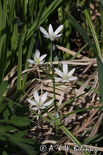 śniedek cienkolistny Ornithogalum collinum Ponidzie rezerwat stepowy 'Skorocice'