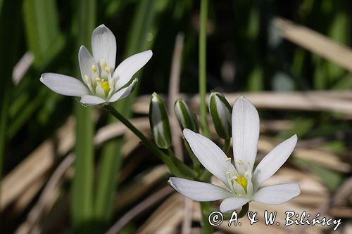 śniedek cienkolistny Ornithogalum collinum Ponidzie rezerwat stepowy 'Skorocice'