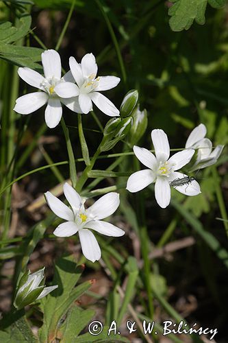 śniedek cienkolistny Ornithogalum collinum Ponidzie rezerwat stepowy 'Skorocice'