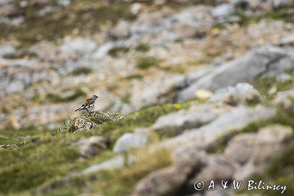 Śnieżka zwyczajna, śnieżka, Montifringilla nivalis, Park Narodowy Picos de Europa, Hiszpania