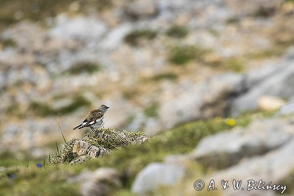 Śnieżka zwyczajna, śnieżka, Montifringilla nivalis, Park Narodowy Picos de Europa, Hiszpania