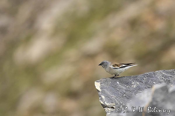 Śnieżka zwyczajna, śnieżka, Montifringilla nivalis, Park Narodowy Picos de Europa, Hiszpania