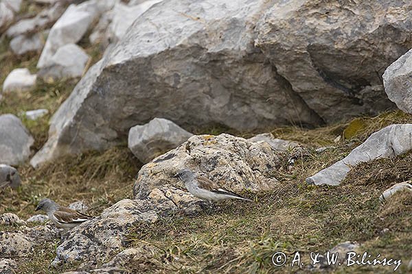 Śnieżka zwyczajna, śnieżka, Montifringilla nivalis, Park Narodowy Picos de Europa, Hiszpania