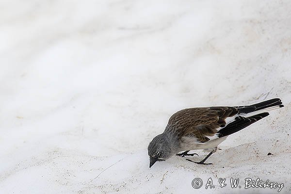 Śnieżka zwyczajna, śnieżka, Montifringilla nivalis, Park Narodowy Picos de Europa, Hiszpania