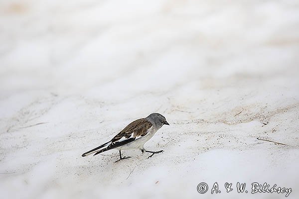 Śnieżka zwyczajna, śnieżka, Montifringilla nivalis, Park Narodowy Picos de Europa, Hiszpania