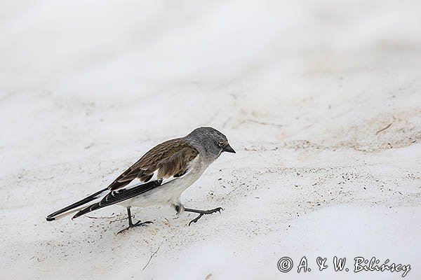 Śnieżka zwyczajna, śnieżka, Montifringilla nivalis, Park Narodowy Picos de Europa, Hiszpania