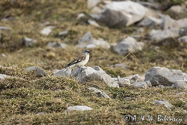 Śnieżka zwyczajna, śnieżka, Montifringilla nivalis, Park Narodowy Picos de Europa, Hiszpania