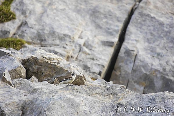 Śnieżka zwyczajna, śnieżka, Montifringilla nivalis, Park Narodowy Picos de Europa, Hiszpania