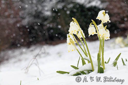 śnieżyca wiosenna, Leucoium vernum, zwana także gładyszkiem