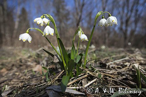 Śnieżyca wiosenna, Leucoium vernum, zwana także gładyszkiem