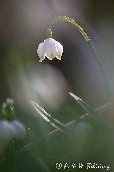 Śnieżyca wiosenna, Leucoium vernum, zwana także gładyszkiem