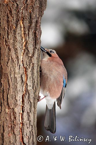 sójka Garrulus glandarius