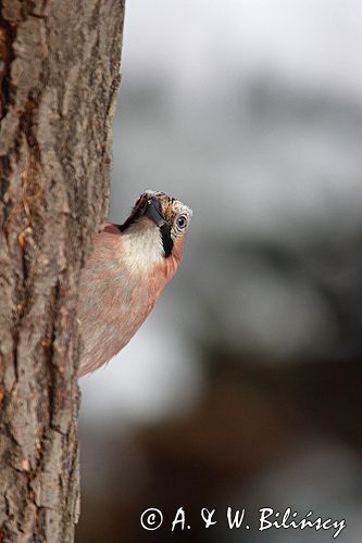 sójka Garrulus glandarius