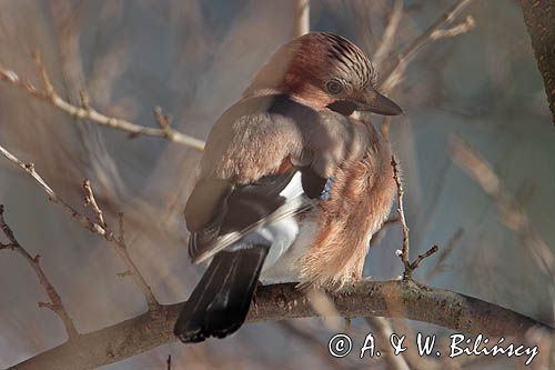 sójka Garrulus glandarius