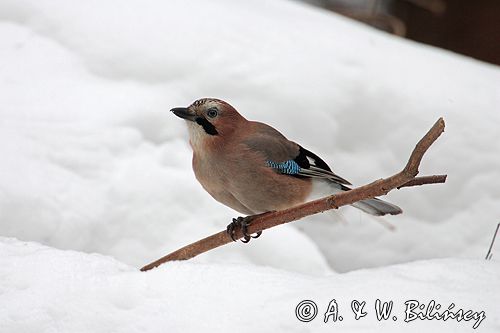 sójka Garrulus glandarius