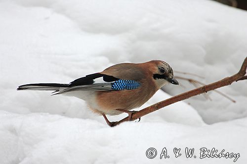 sójka Garrulus glandarius