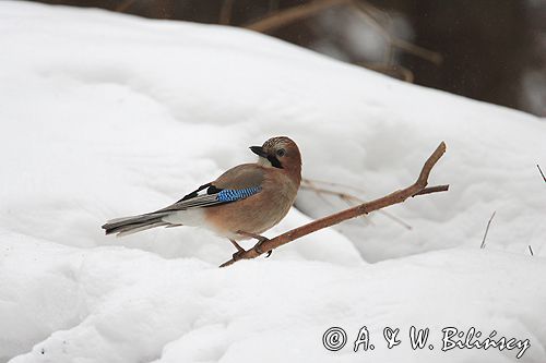 sójka Garrulus glandarius