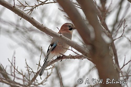 sójka Garrulus glandarius