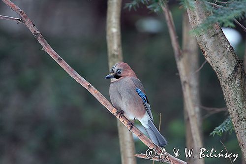 sójka Garrulus glandarius