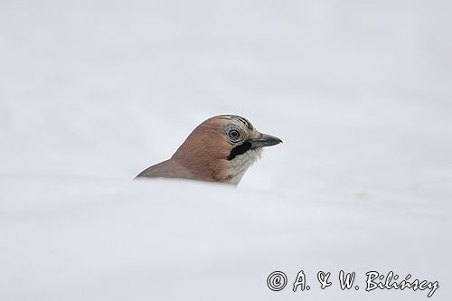 sójka Garrulus glandarius