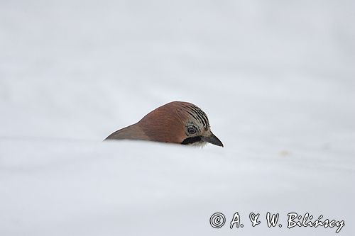 sójka Garrulus glandarius