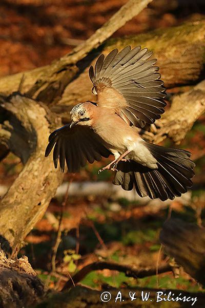 sójka Garrulus glandarius