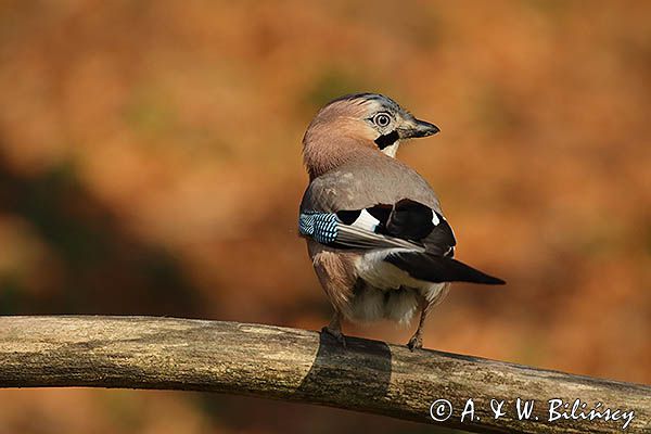 sójka Garrulus glandarius