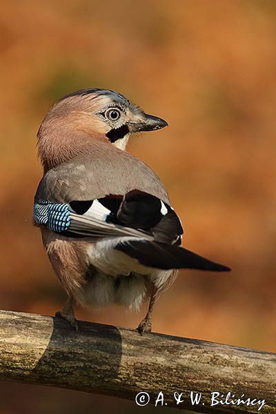 sójka Garrulus glandarius