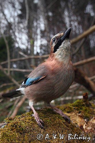 sójka Garrulus glandarius