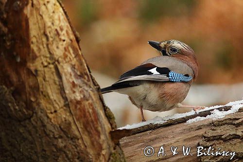 sójka Garrulus glandarius