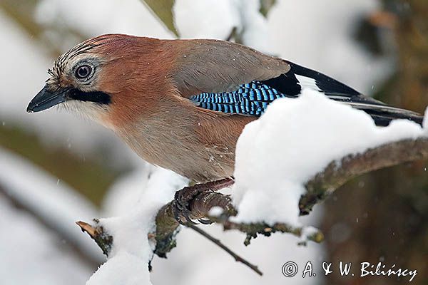 sójka Garrulus glandarius