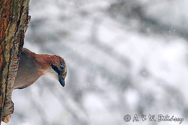 sójka Garrulus glandarius