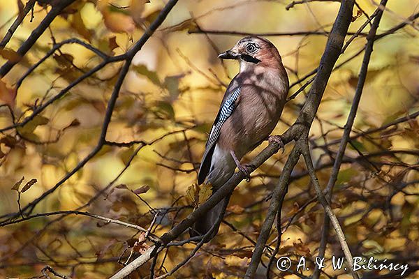 sójka Garrulus glandarius