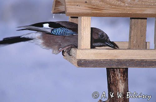 sójka przy karmniku garrulus glandarius