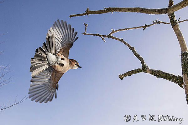 sójka Garrulus glandarius