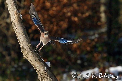 sójka Garrulus glandarius