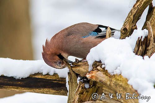 sójka Garrulus glandarius